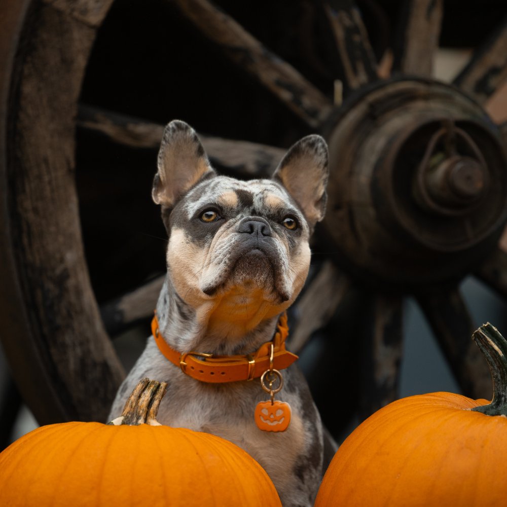 Halloween Pumpkin