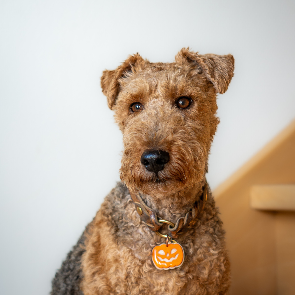 Halloween Pumpkin